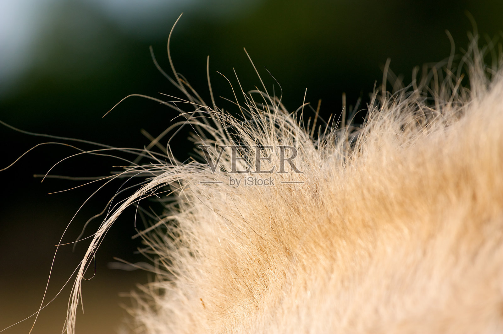 马毛照片摄影图片