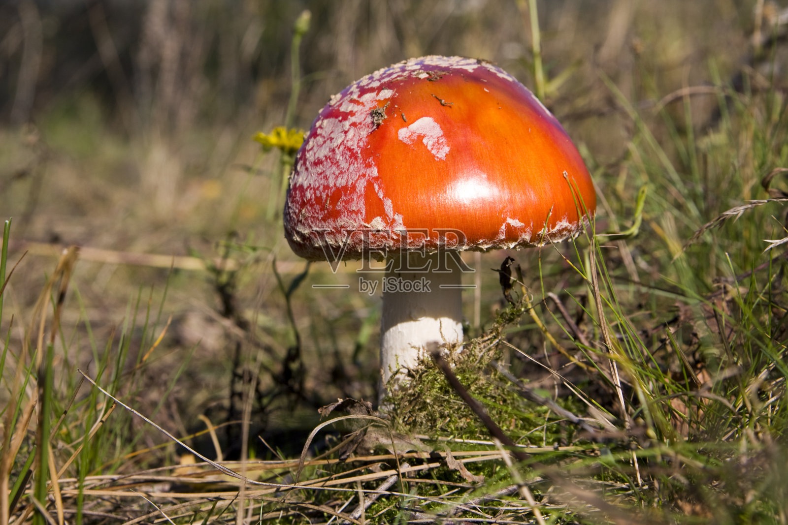安妮塔麝香照片摄影图片