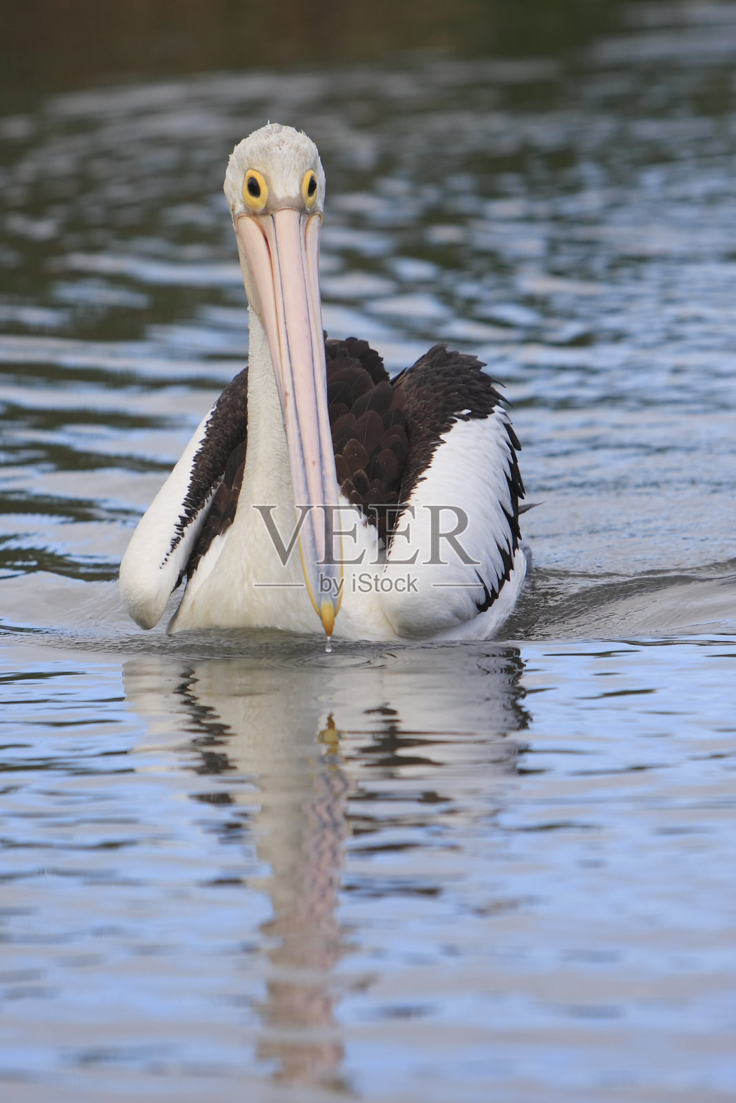 澳大利亚鹈鹕照片摄影图片