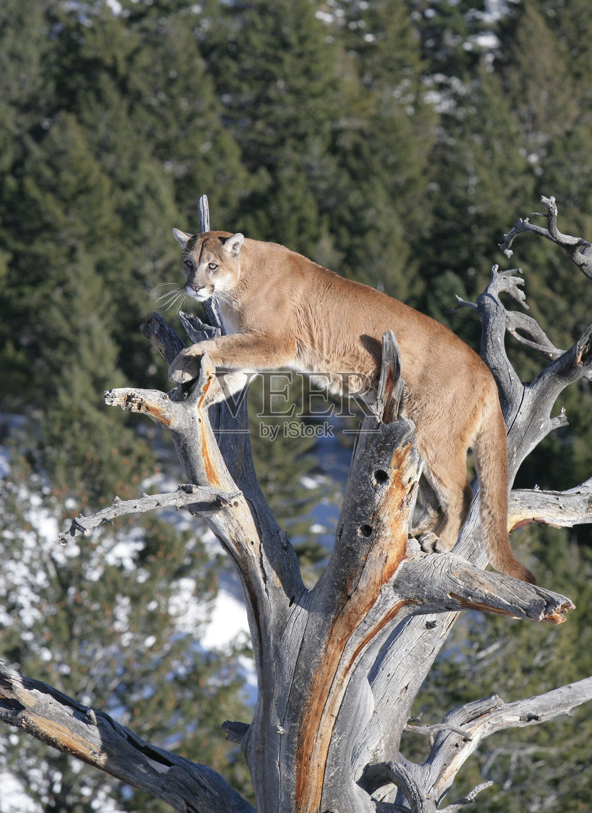 死树上的美洲狮照片摄影图片