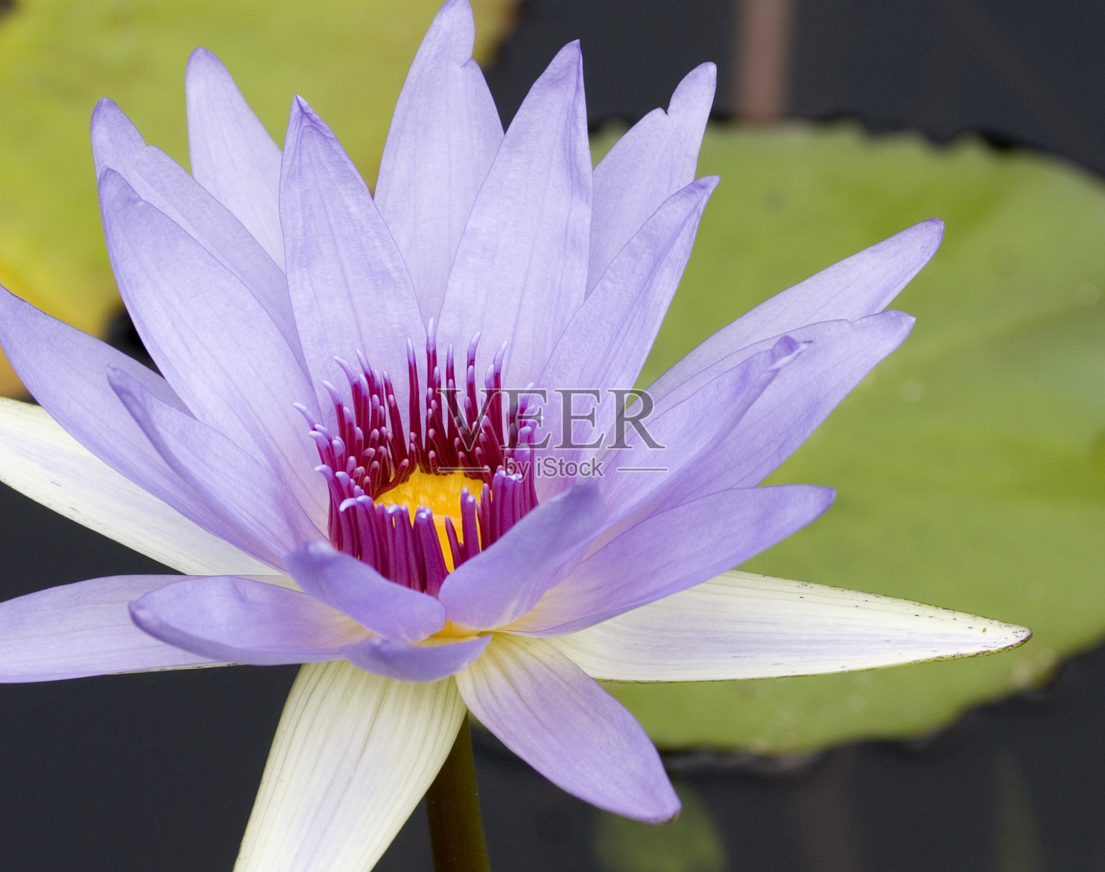 池塘里的睡莲花照片摄影图片