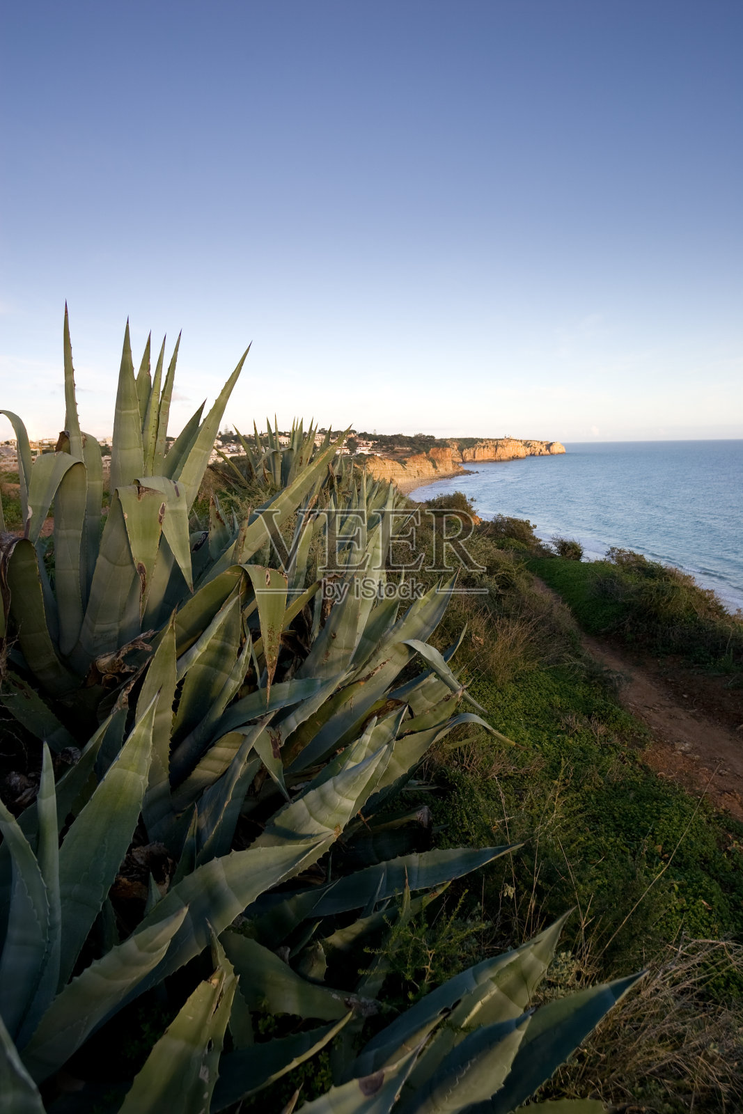 多刺的芦荟照片摄影图片