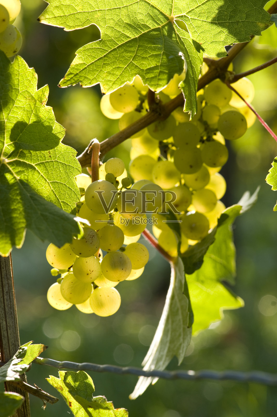 葡萄照片摄影图片