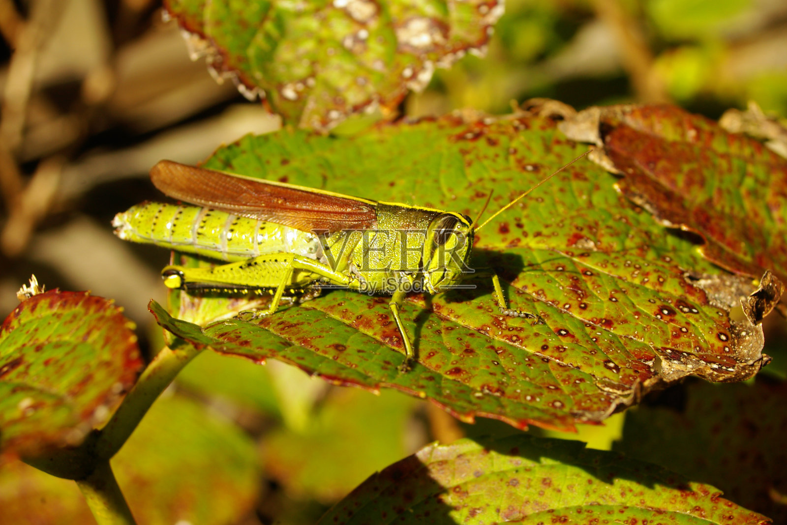 巨大的绿色蚱蜢照片摄影图片