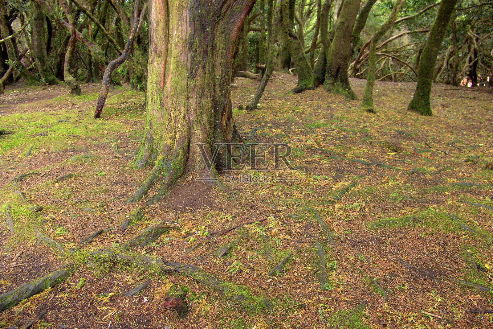 树干照片摄影图片