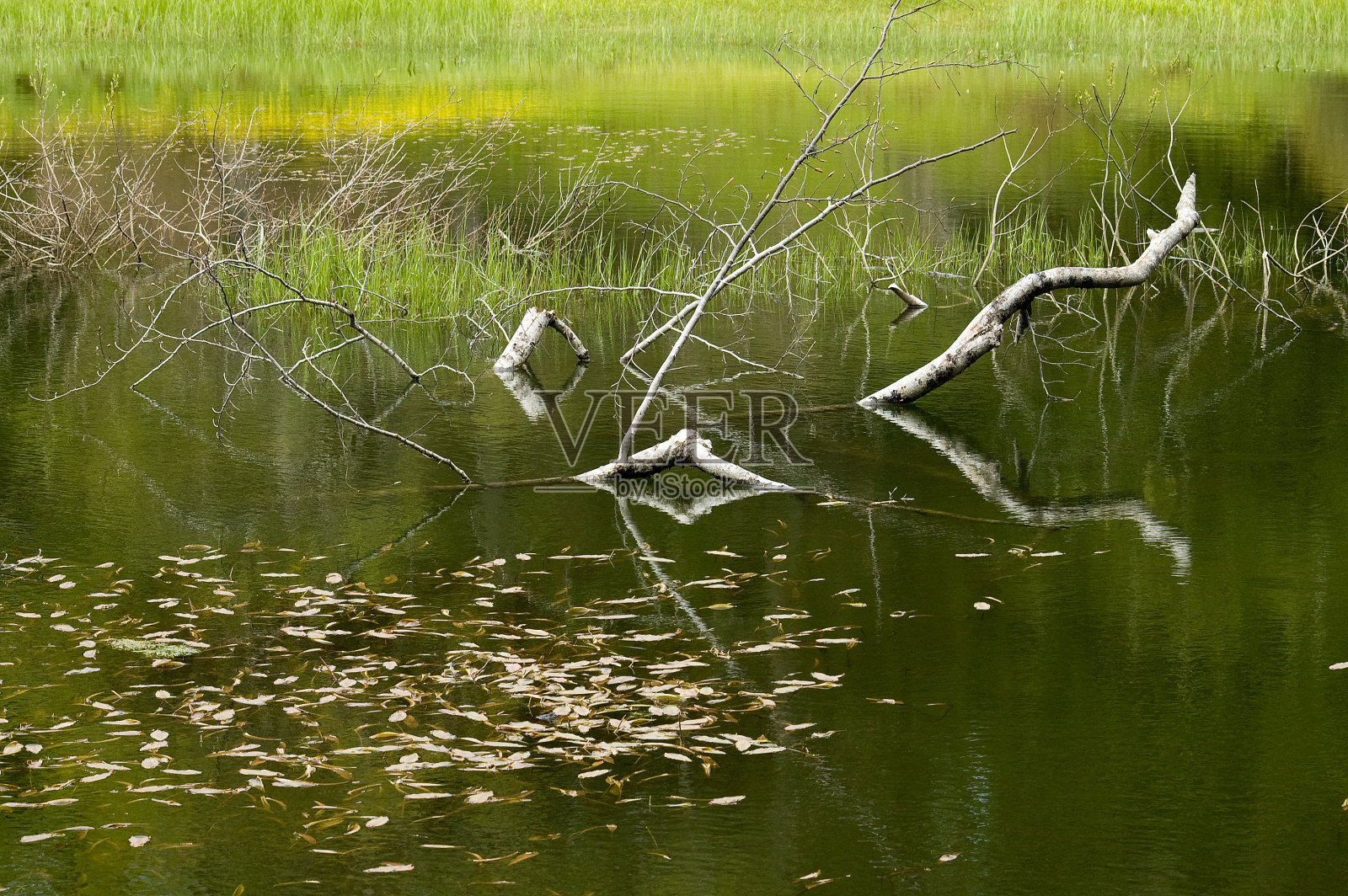 绿色的湖照片摄影图片