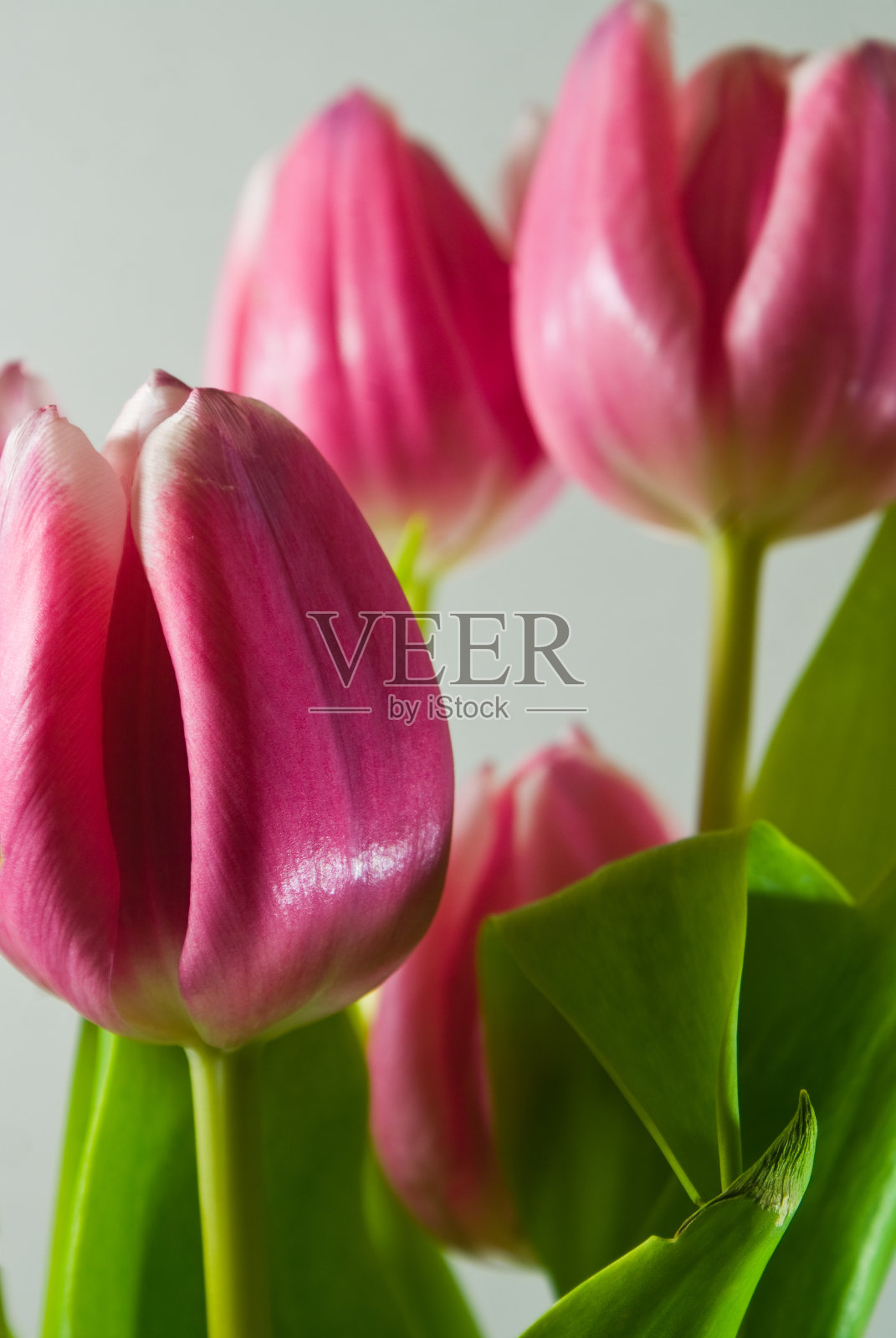 郁金香我照片摄影图片