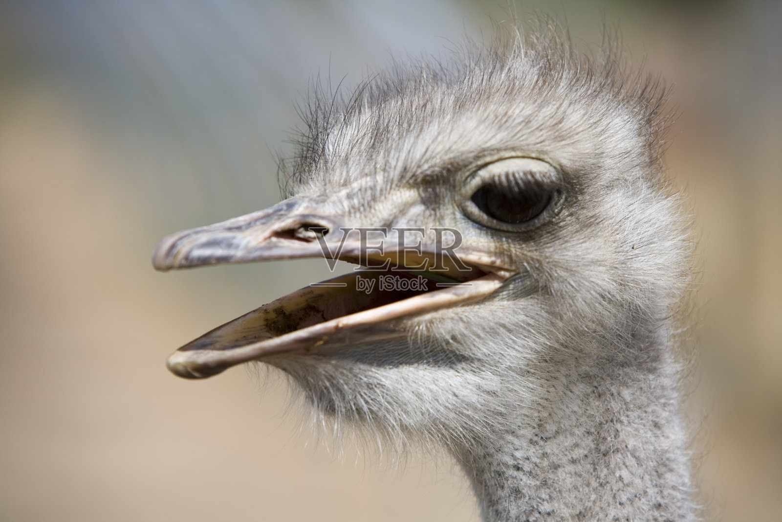 鸵鸟照片摄影图片
