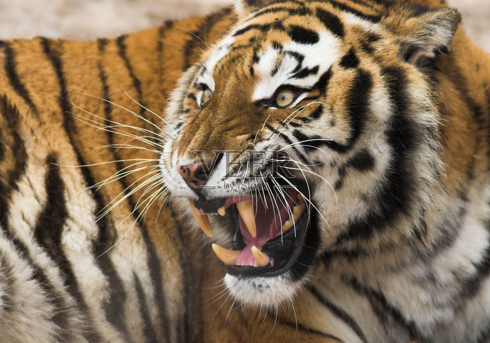 咆哮的老虎照片摄影图片