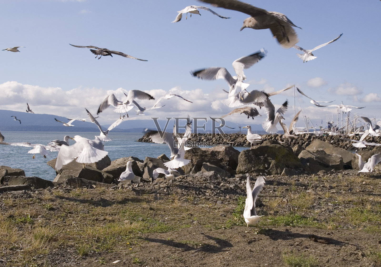 群海鸥照片摄影图片