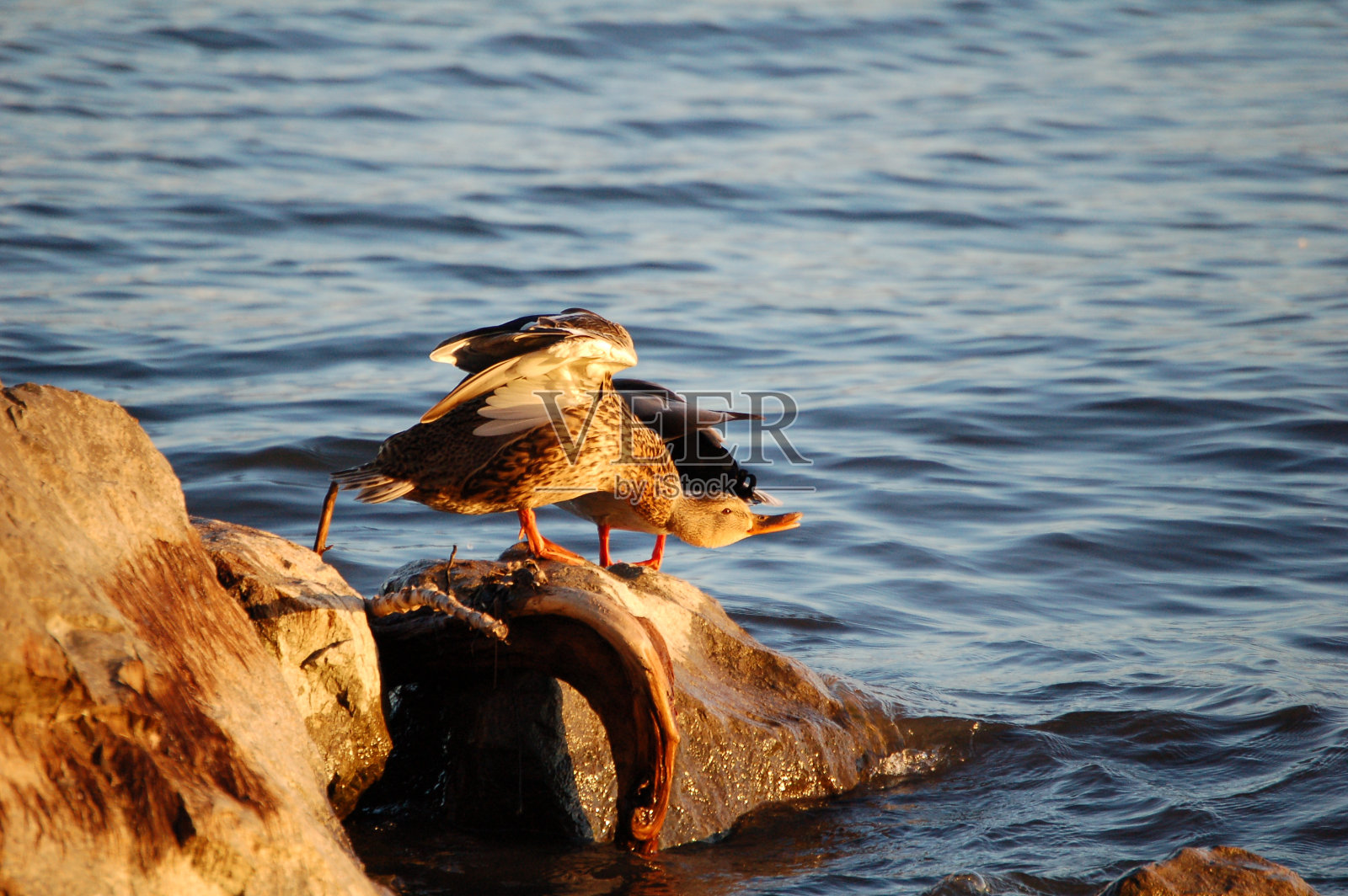在岩石上照片摄影图片