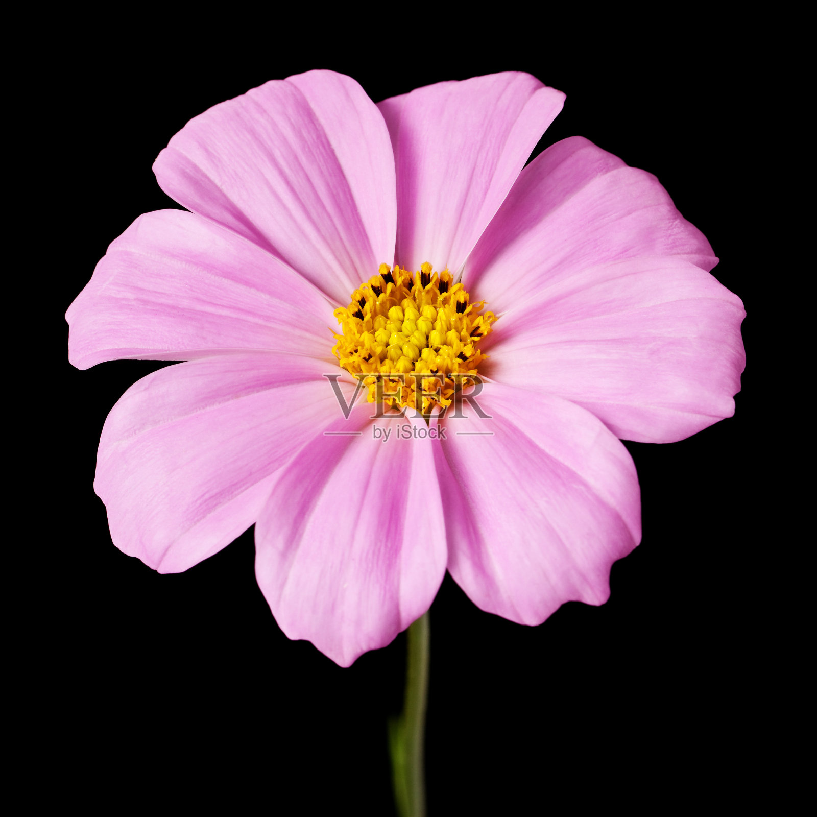 黛西孤立照片摄影图片