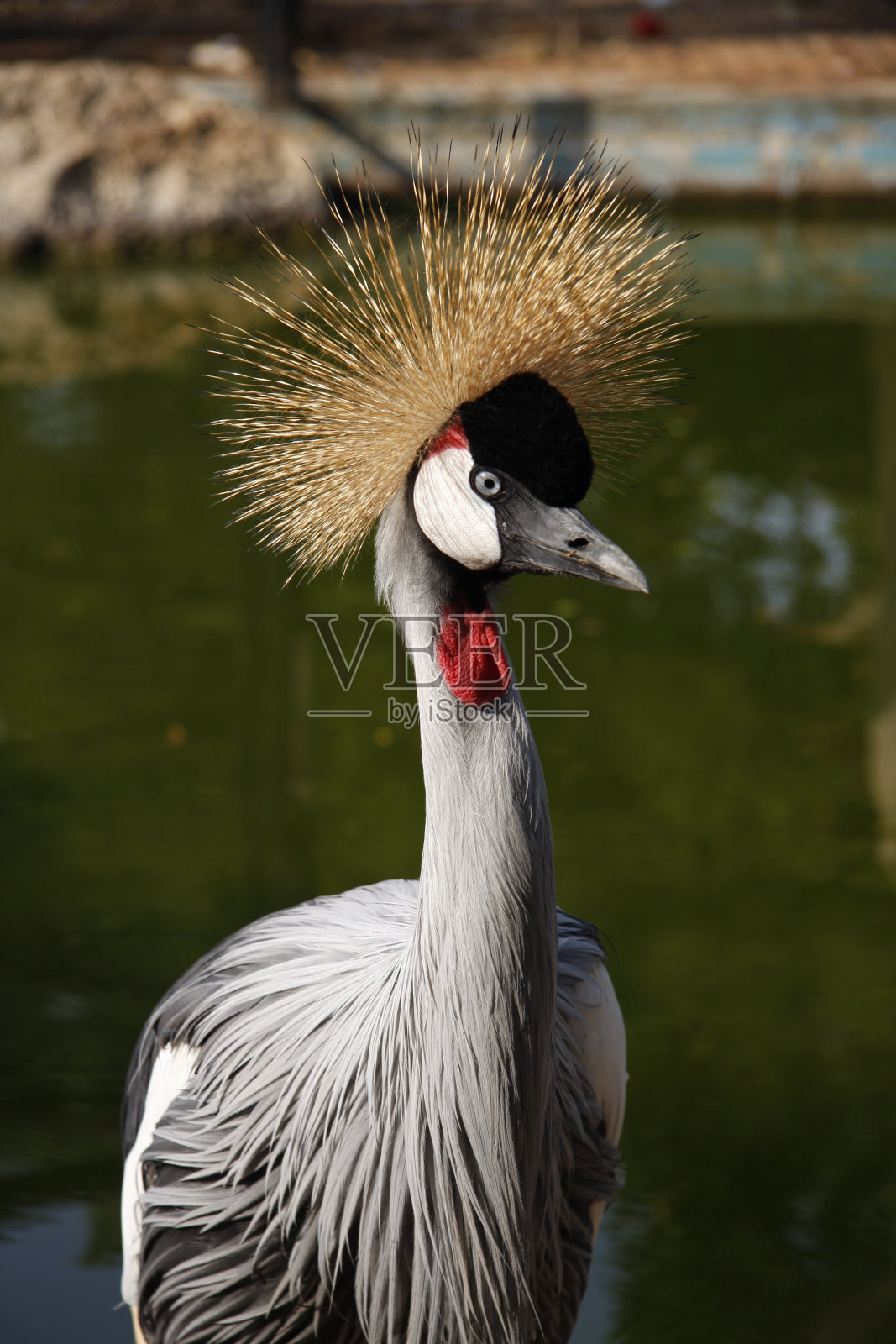 加冕起重机照片摄影图片