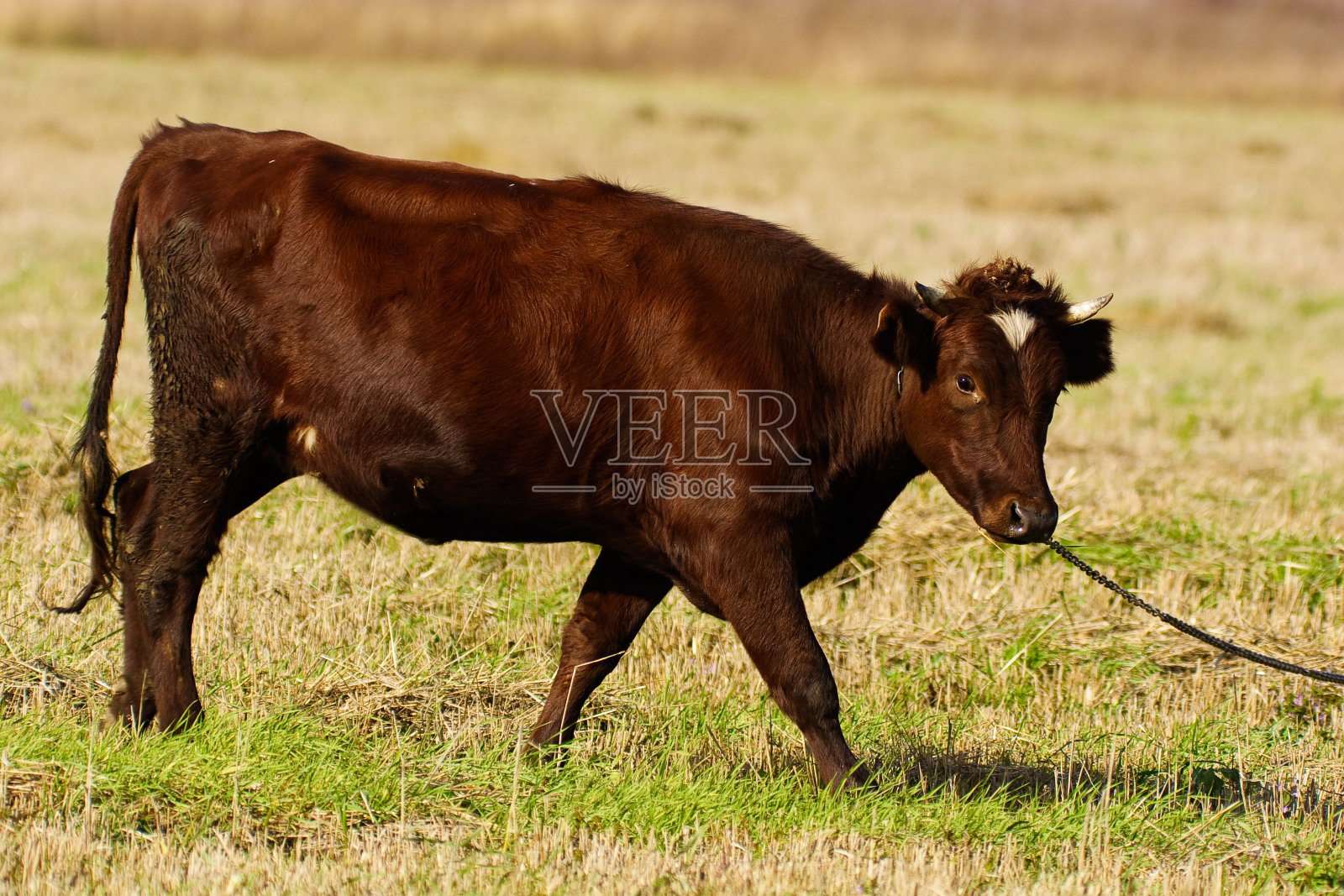 公牛绕行照片摄影图片