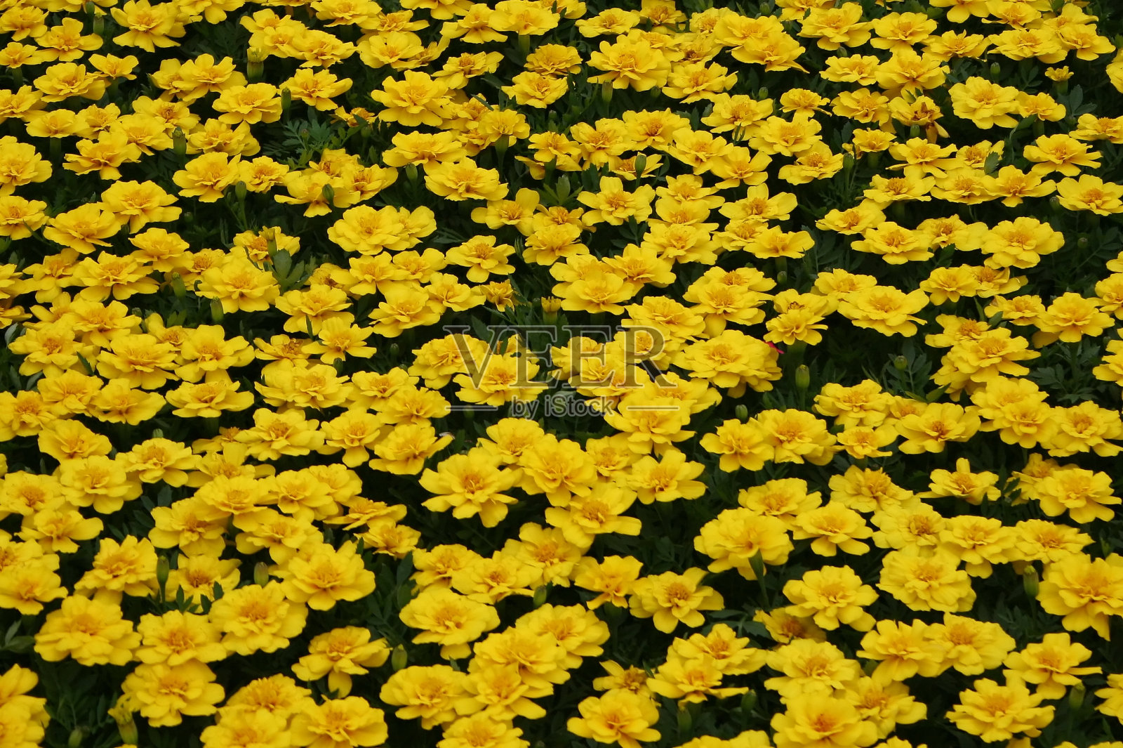 金盏花照片摄影图片