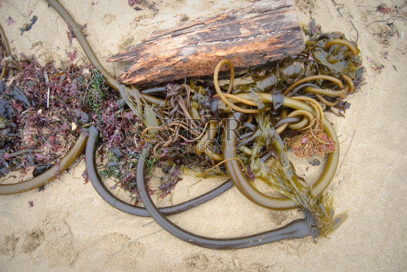 海滩上的海草和浮木照片摄影图片