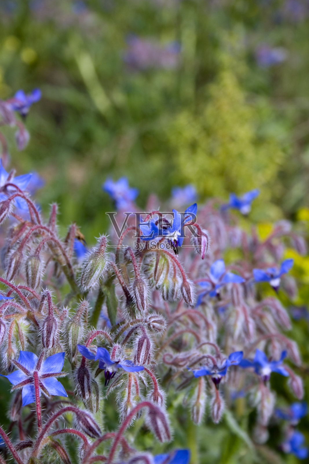 紫花植物野外特写照片摄影图片