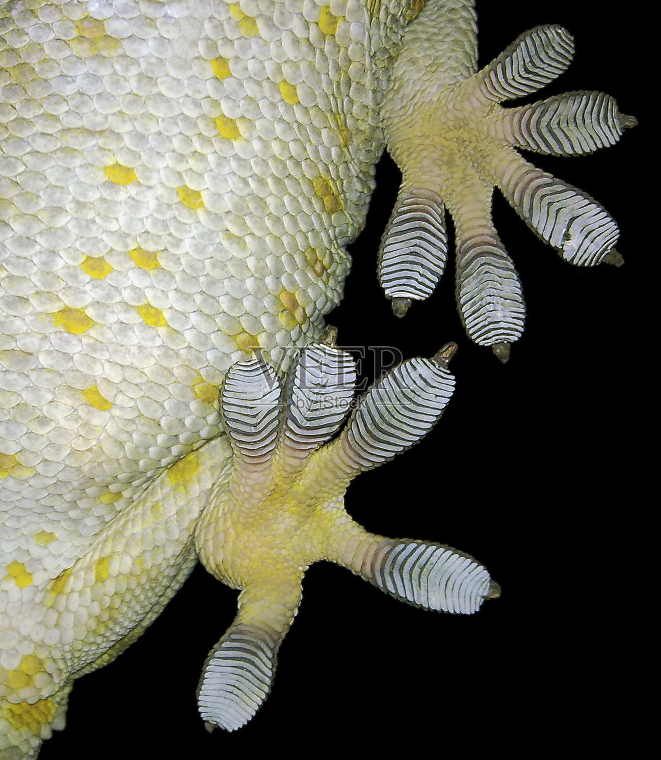 蜥蜴照片摄影图片