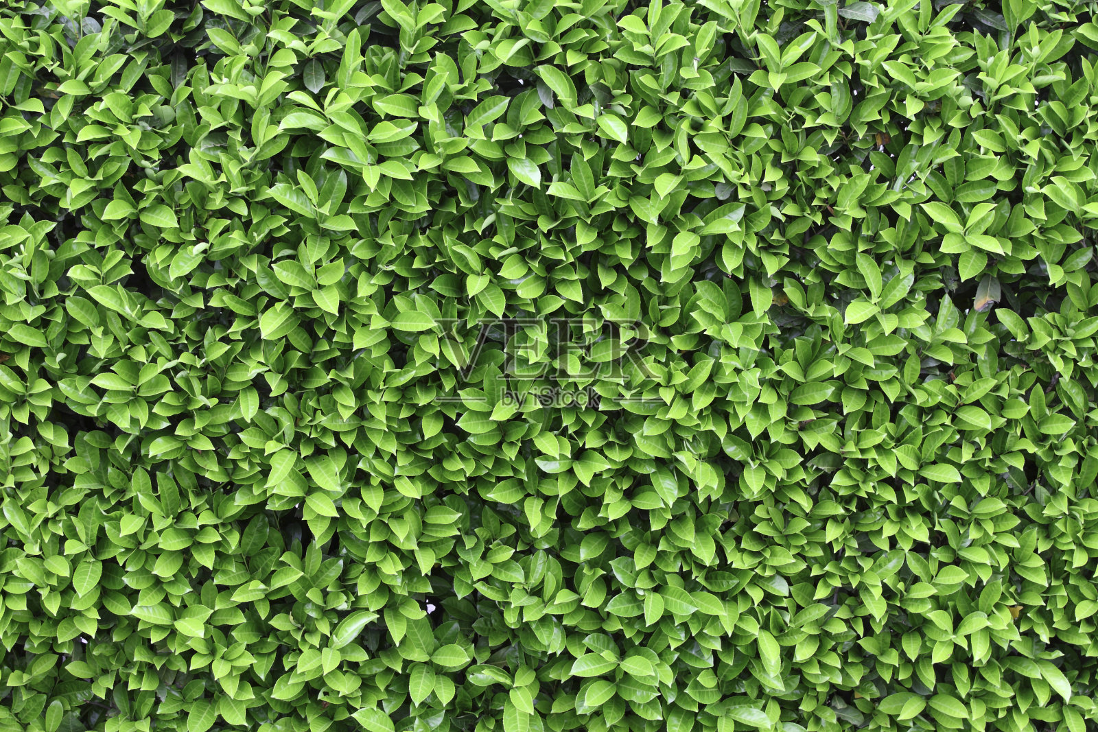 绿色的叶子照片摄影图片