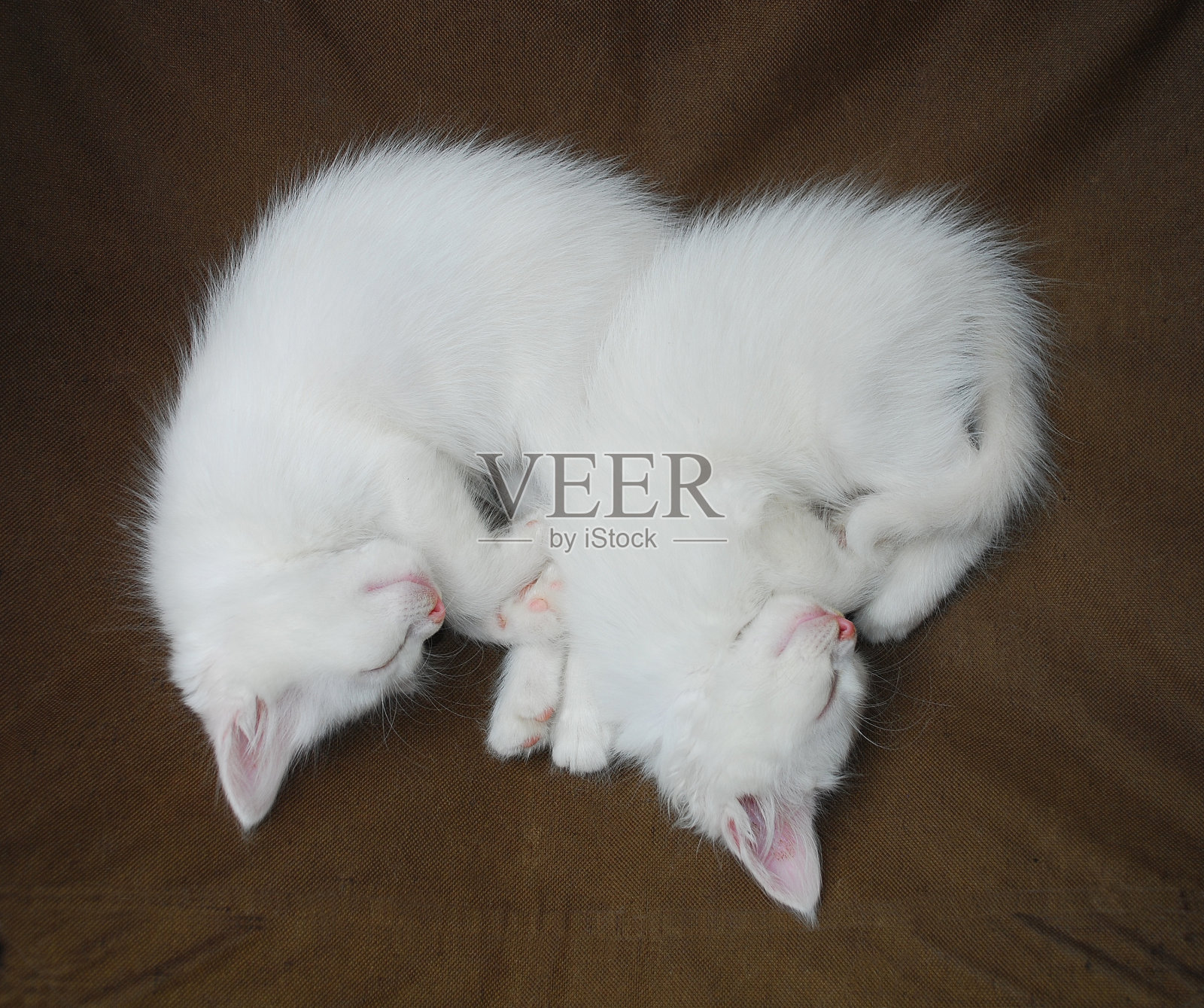 白色的小猫睡觉照片摄影图片