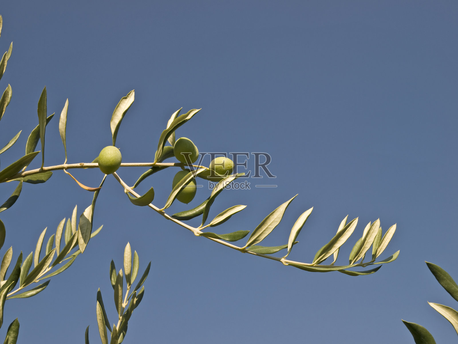 带果实的橄榄枝照片摄影图片