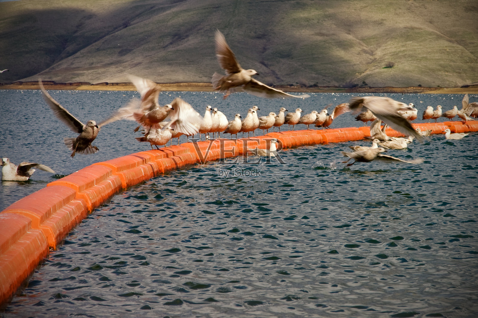湖上的鸟儿照片摄影图片