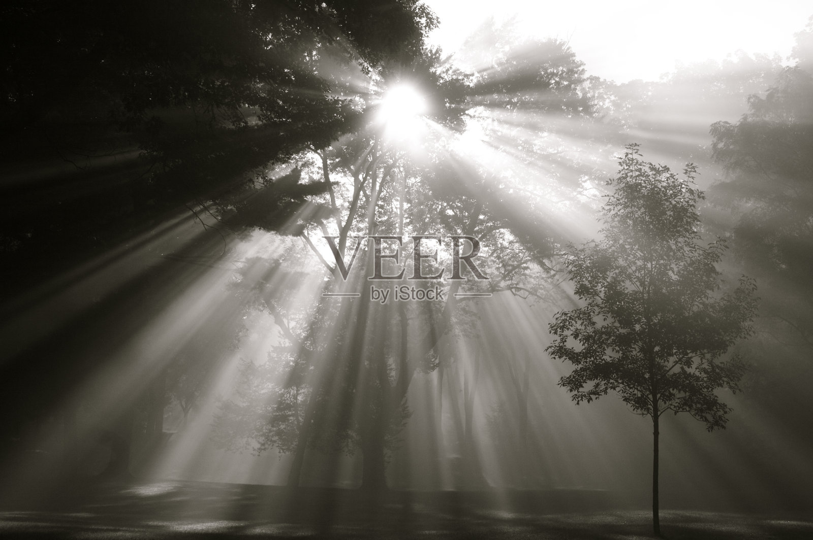 阳光透过树照片摄影图片