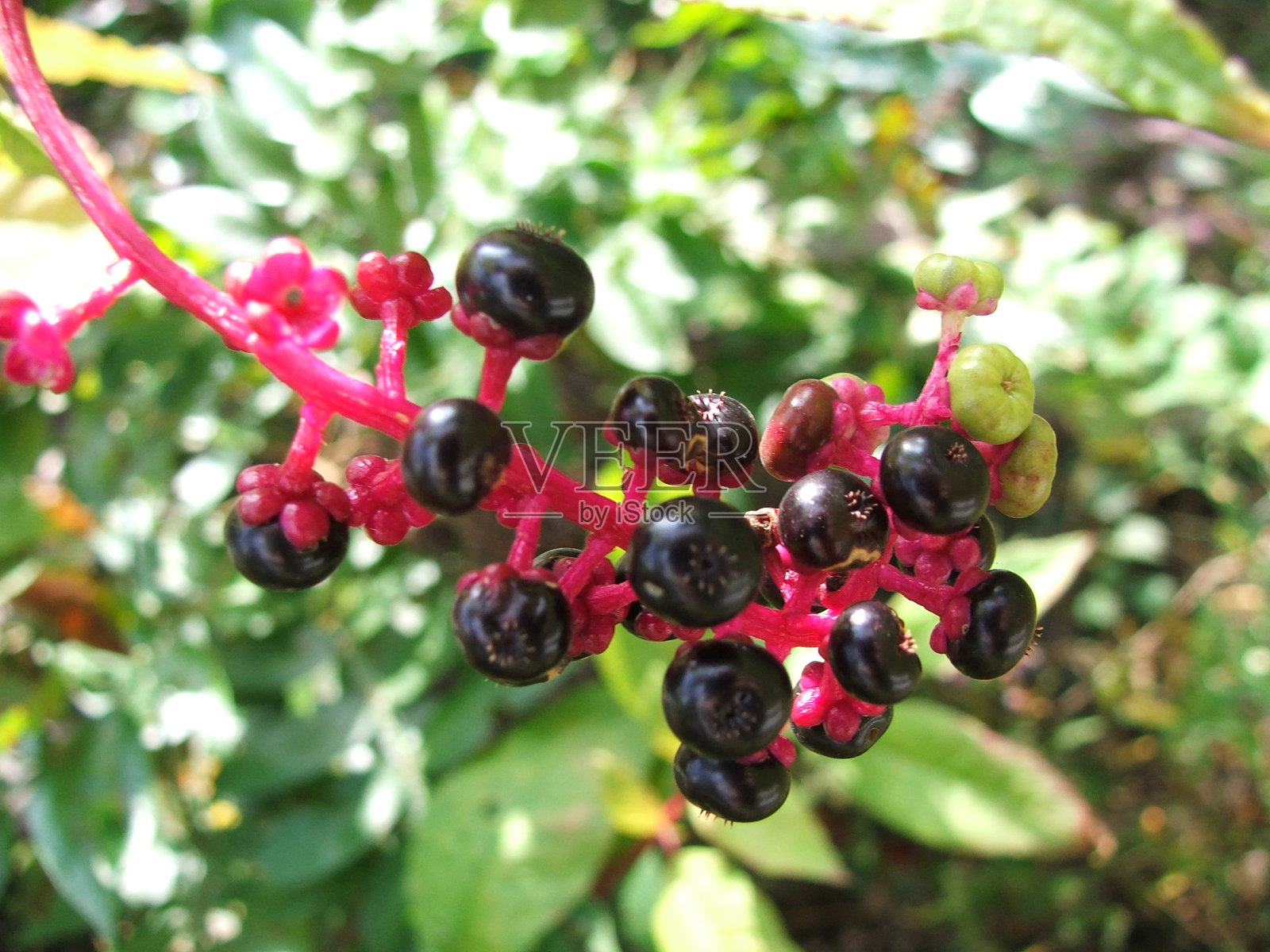 哦，贝瑞！照片摄影图片