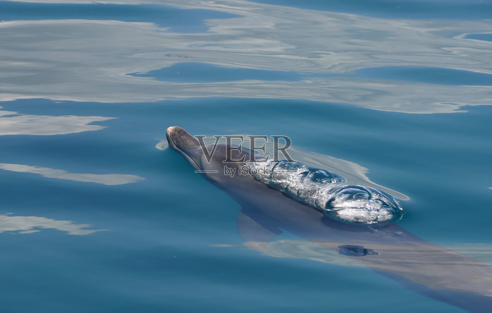 海豚照片摄影图片
