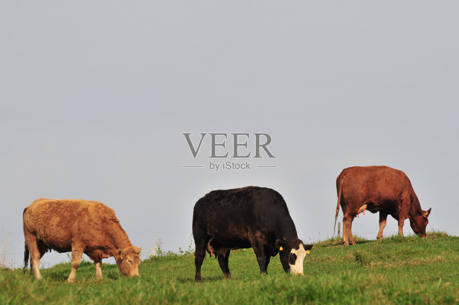 三头牛照片摄影图片