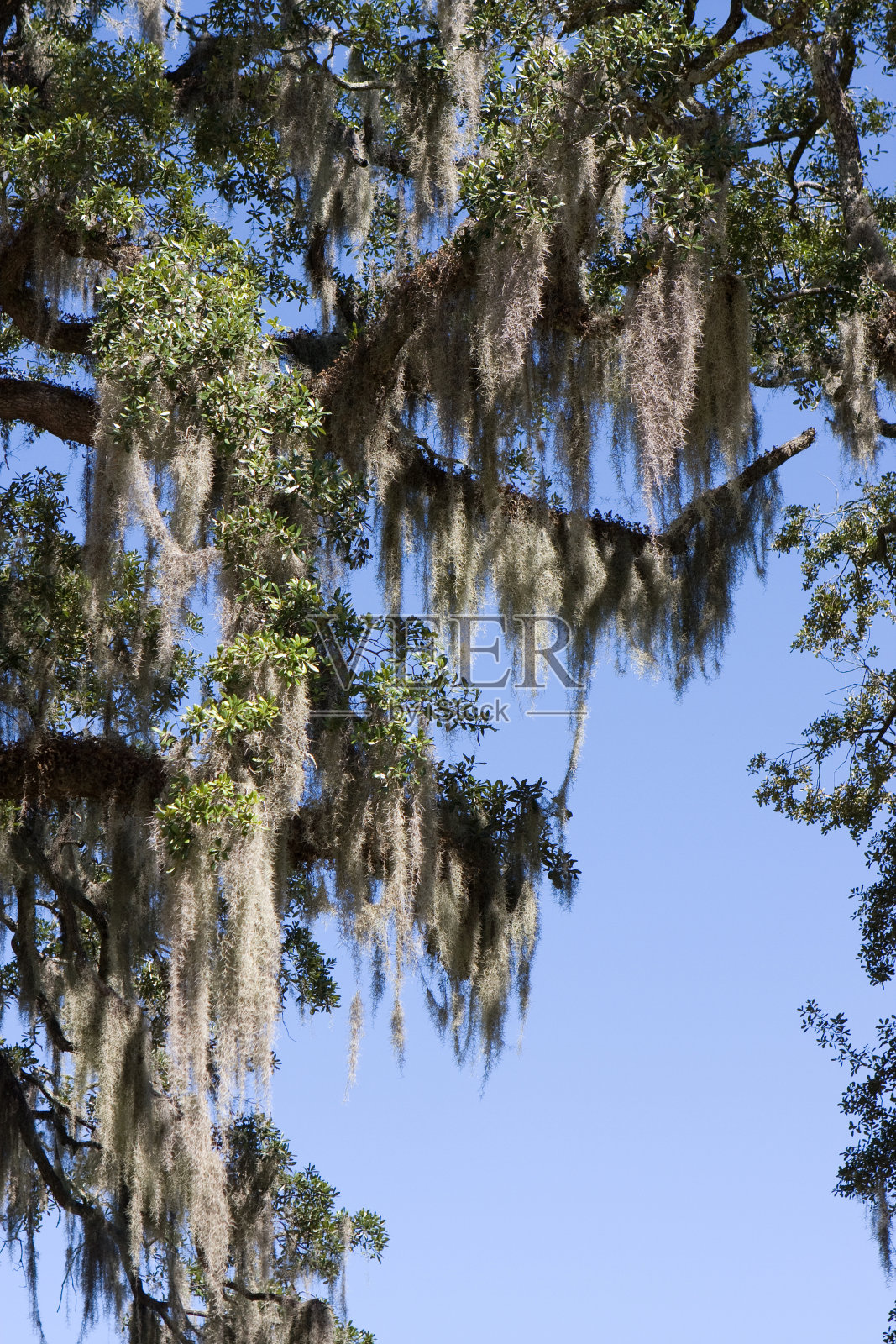 西班牙苔藓照片摄影图片