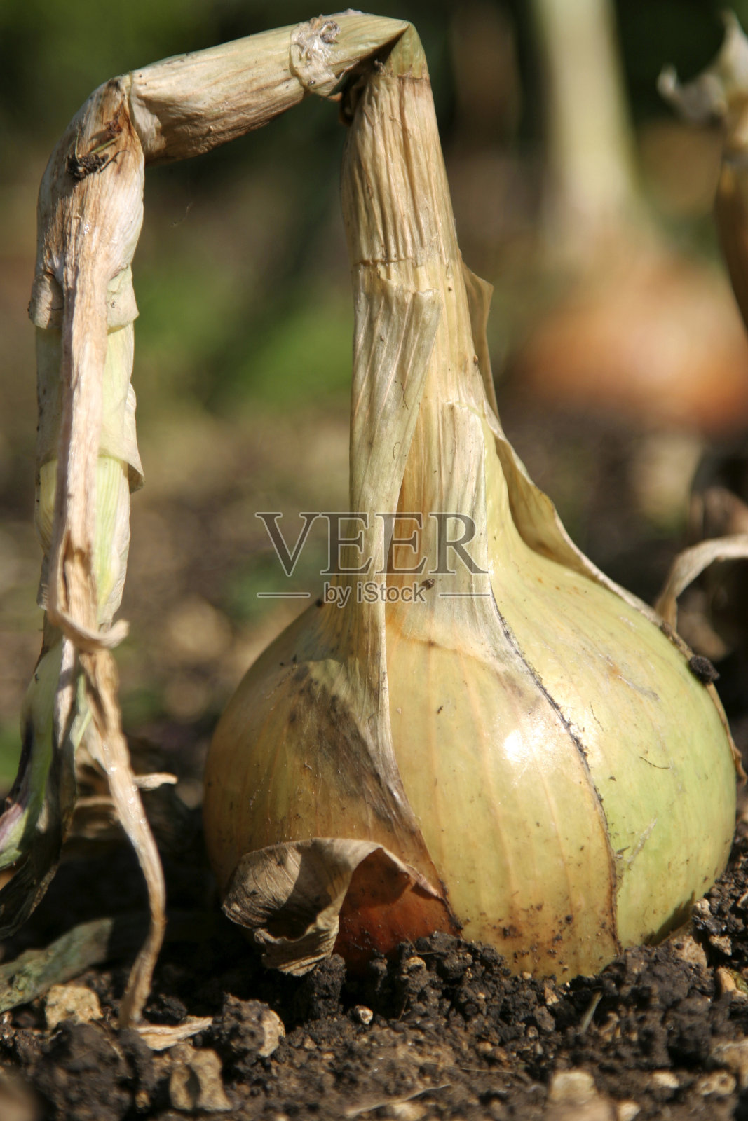 越来越多的洋葱照片摄影图片
