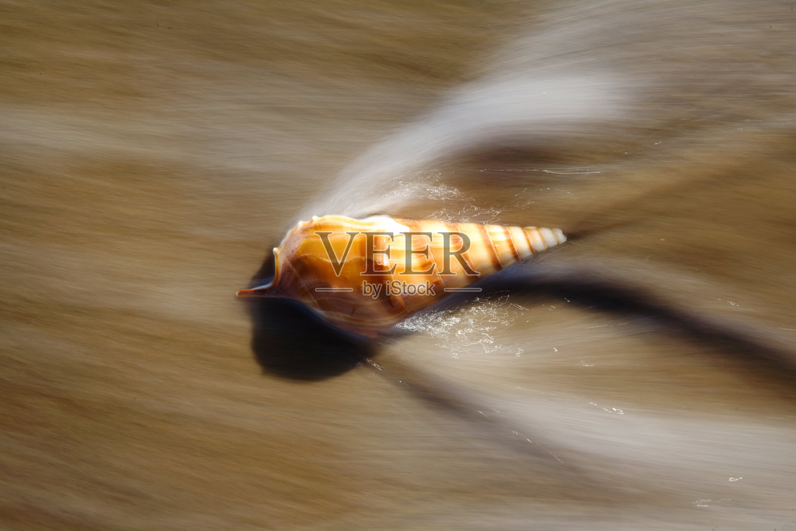 海贝照片摄影图片