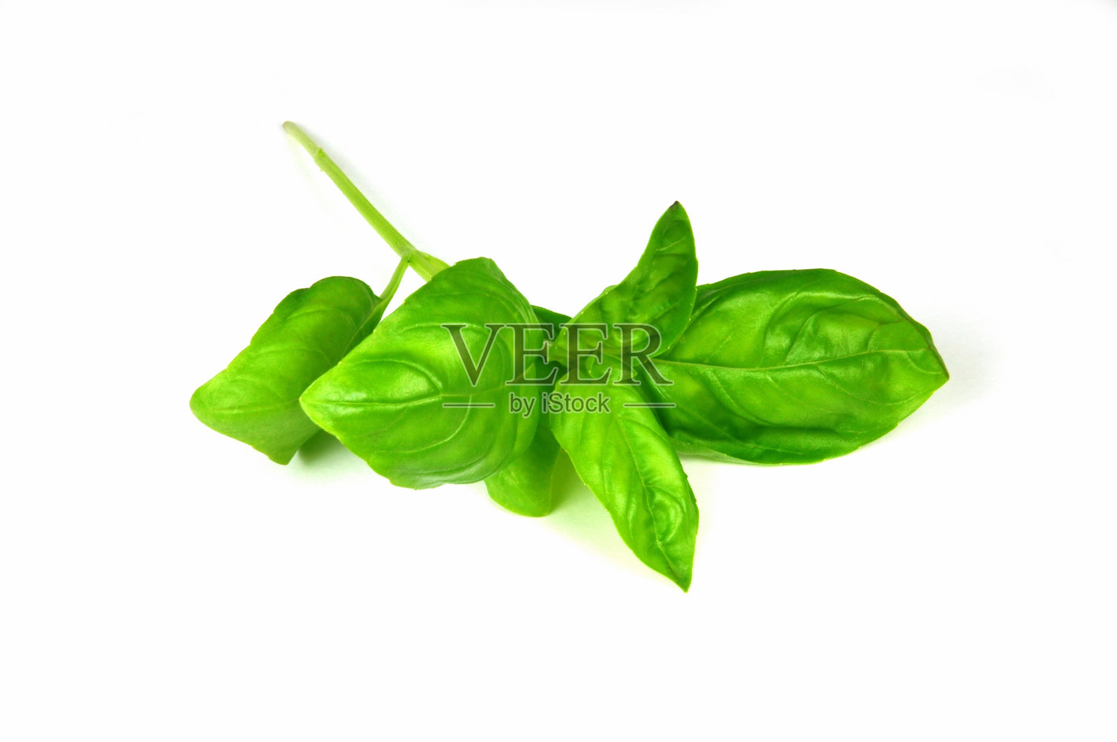 新鲜罗勒照片摄影图片