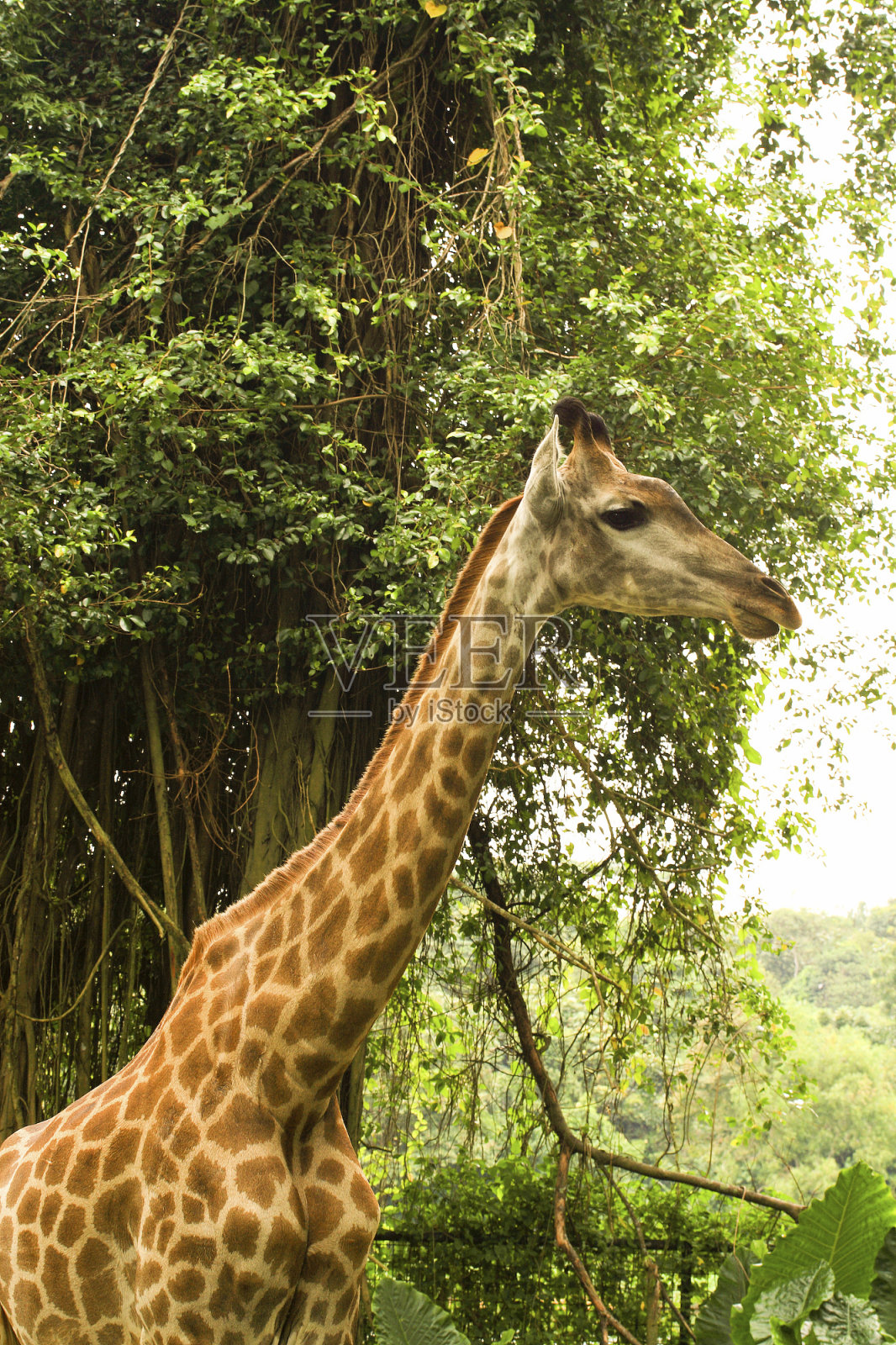 森林里的长颈鹿照片摄影图片