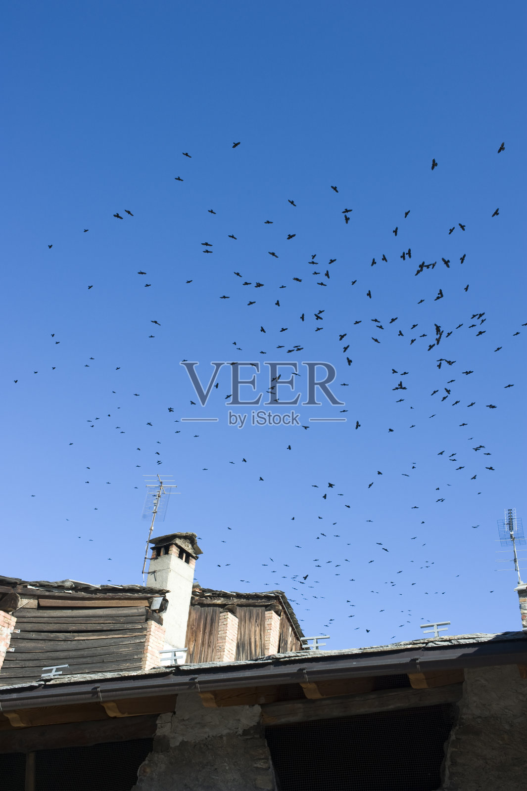 鸟照片摄影图片