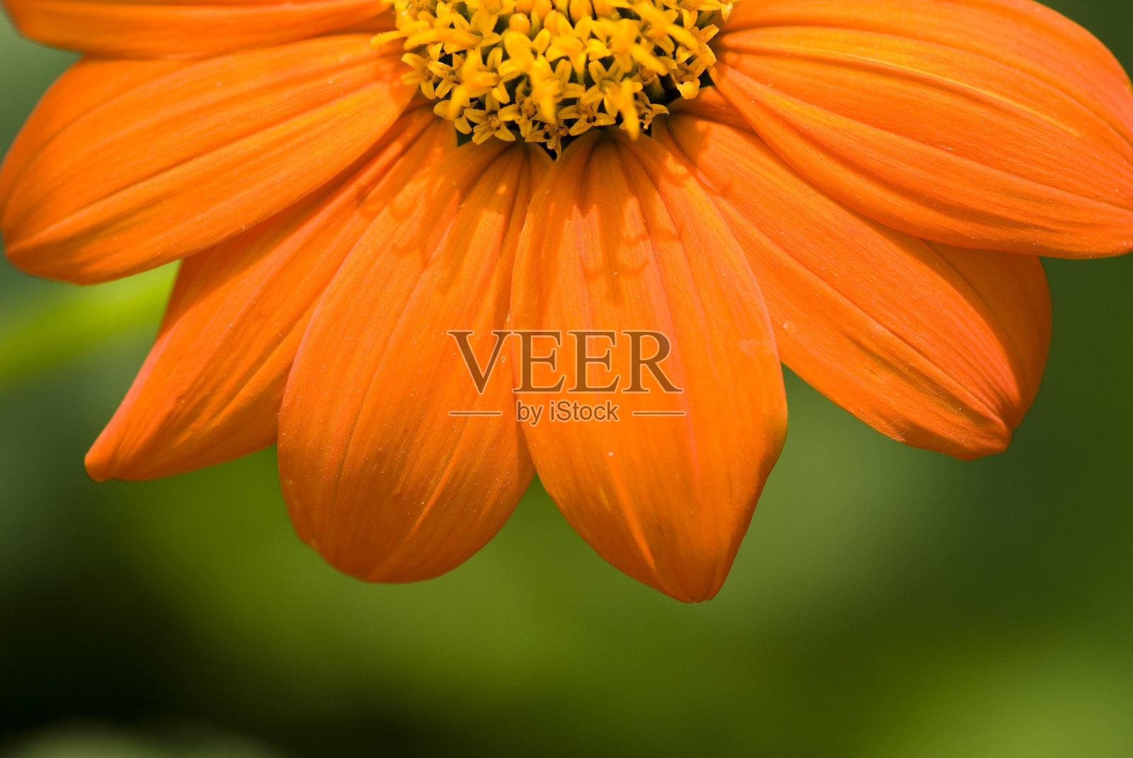 橙色的黛西照片摄影图片