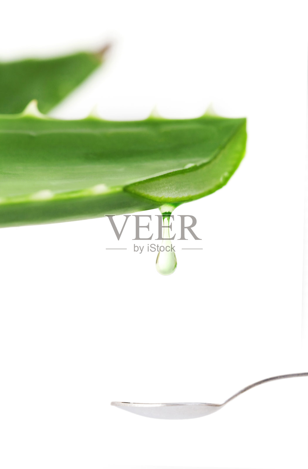 芦荟照片摄影图片