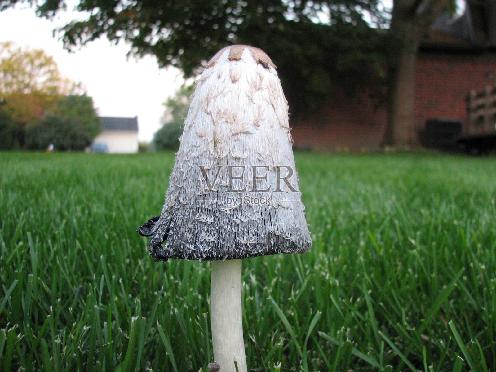 巨大的蘑菇照片摄影图片