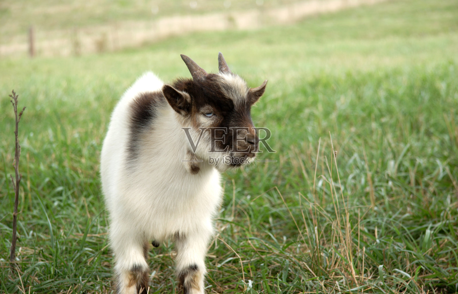可爱的孩子(景观)照片摄影图片