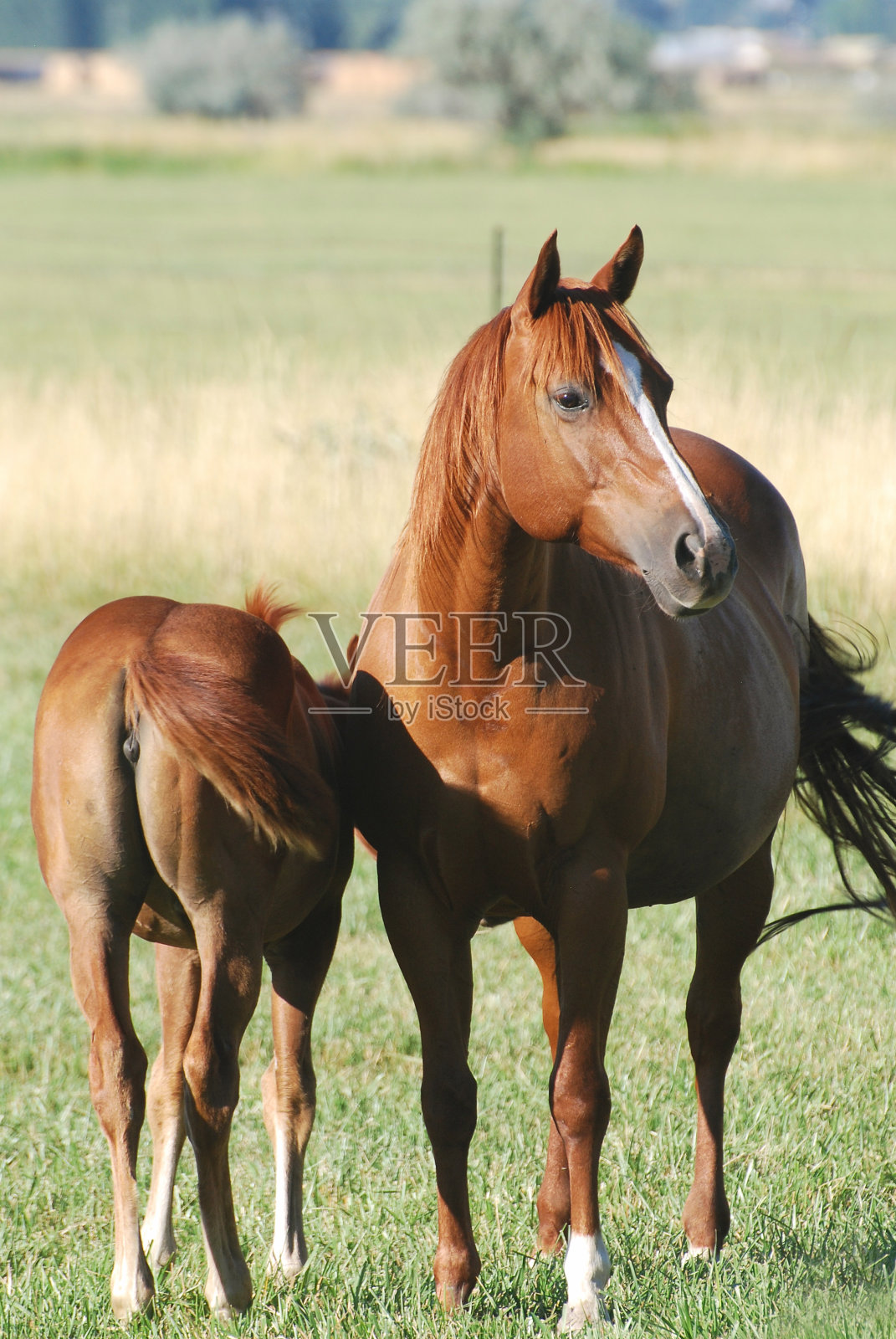 母马和马驹照片摄影图片
