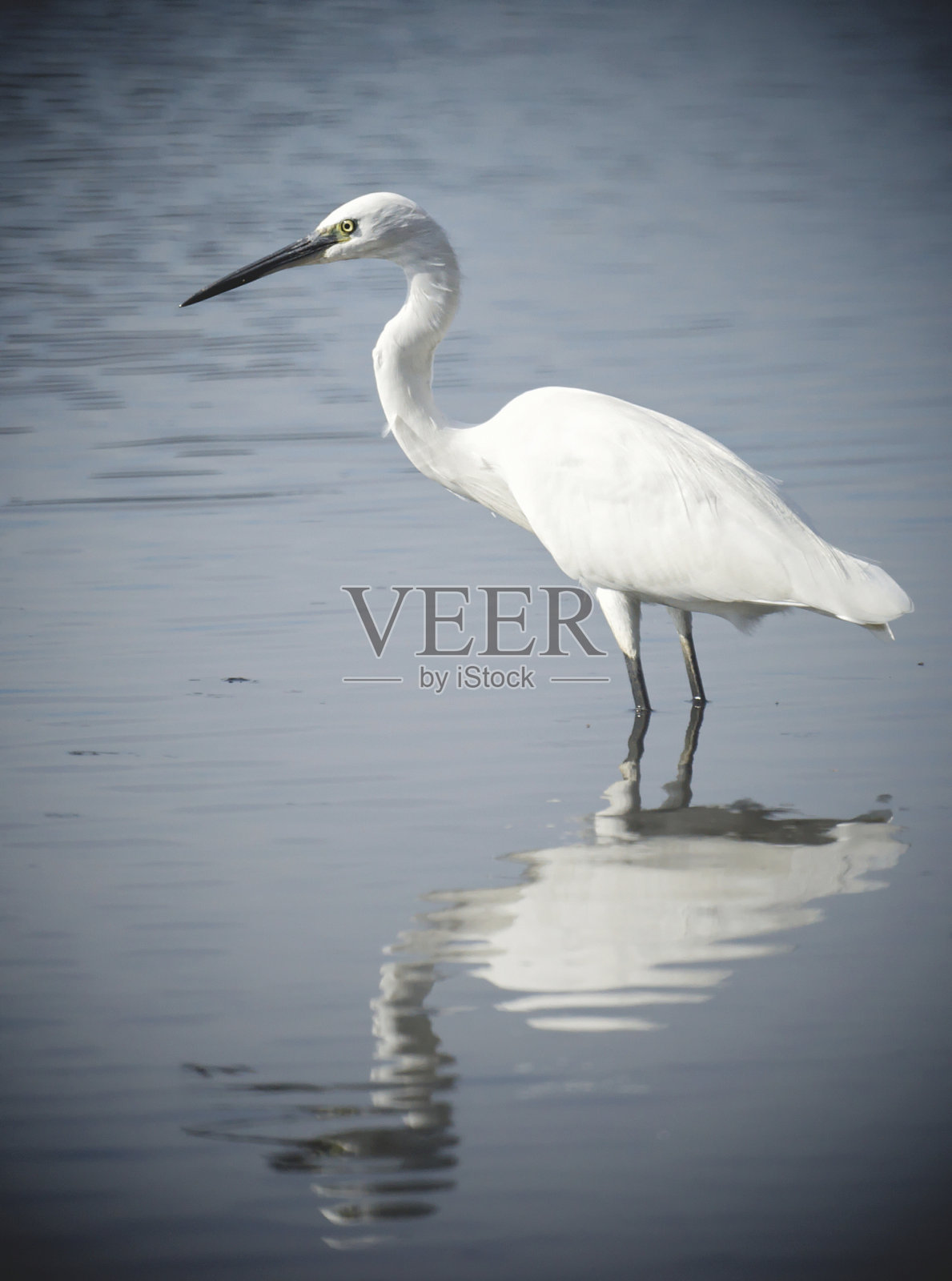 garzetta鹭vignetted照片摄影图片