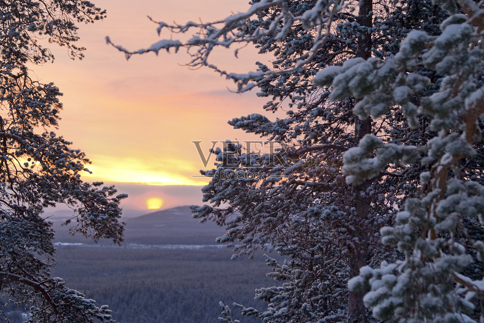 冬天的早晨/松树，阳光和雪照片摄影图片