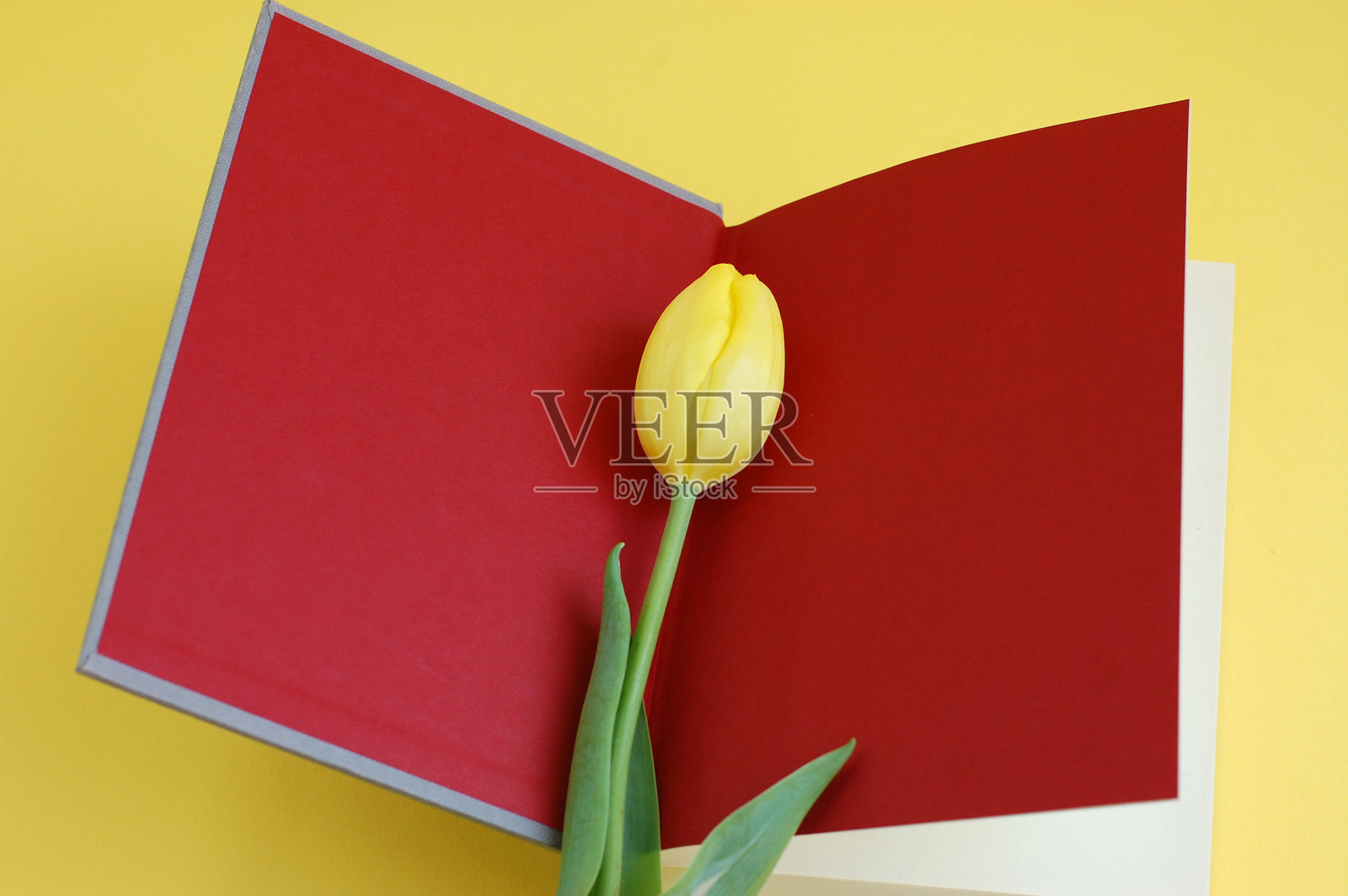 春天的阅读照片摄影图片