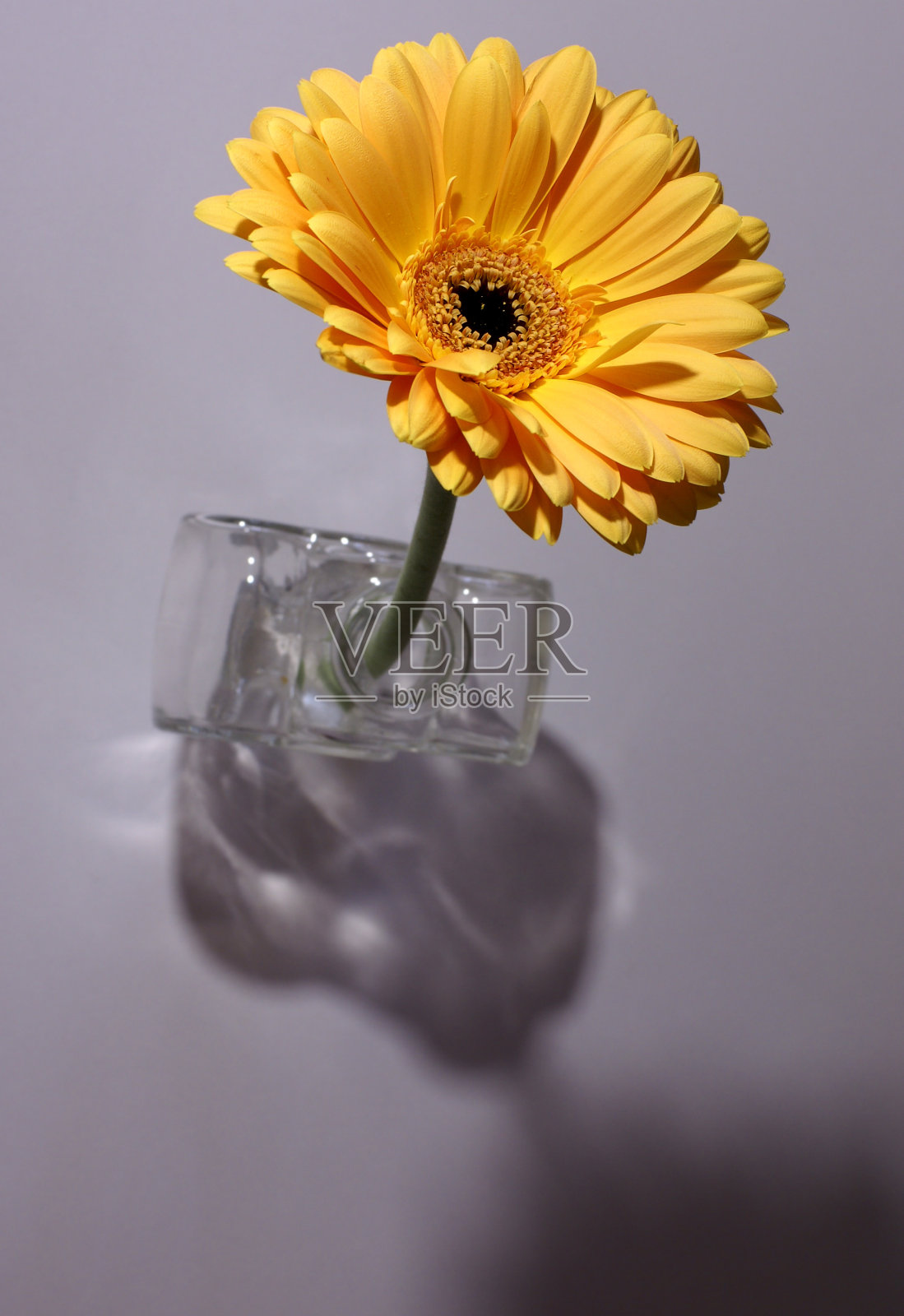 植物的概念照片摄影图片