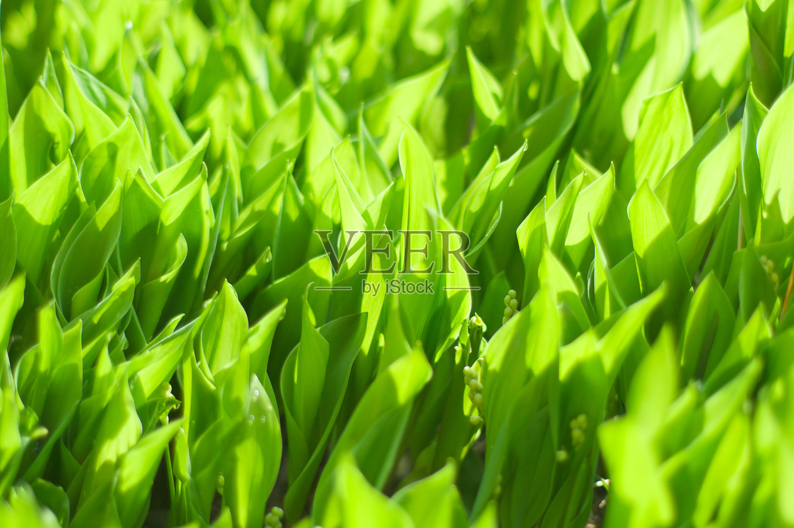 山谷草地上的百合照片摄影图片