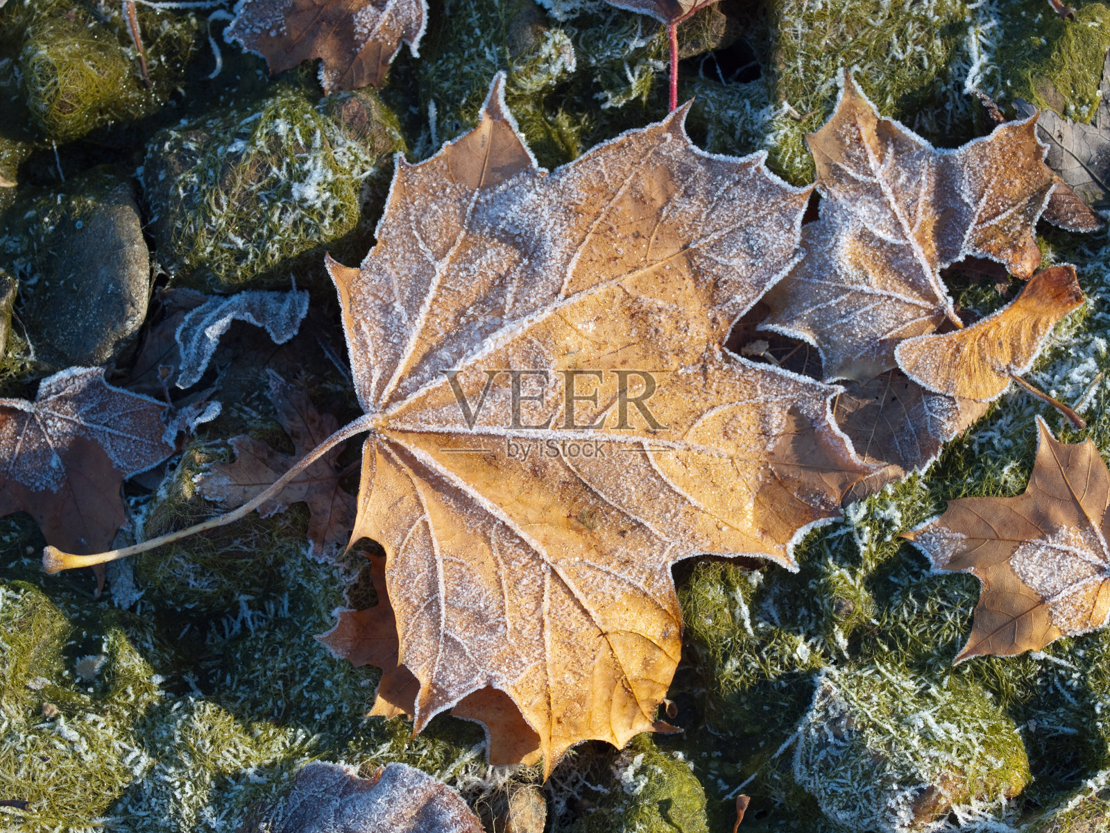 冷淡的枫叶照片摄影图片