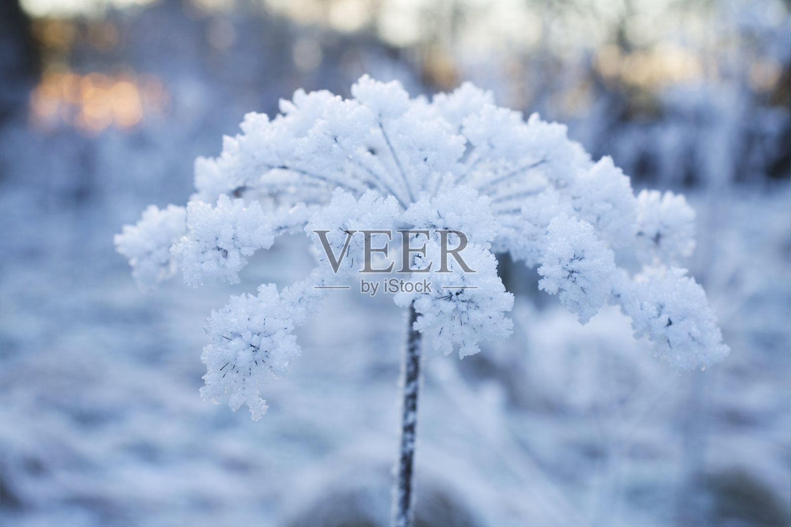 花上的冰晶照片摄影图片