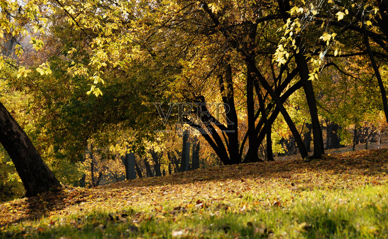 满天灯火的秋天森林照片摄影图片