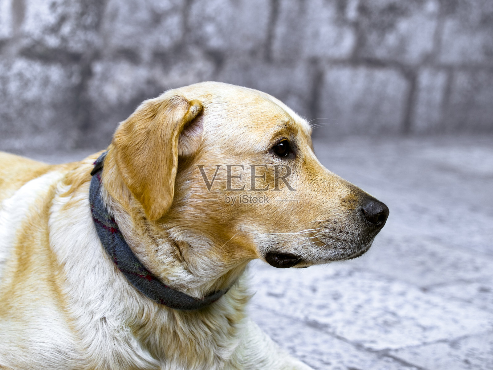 狗照片摄影图片